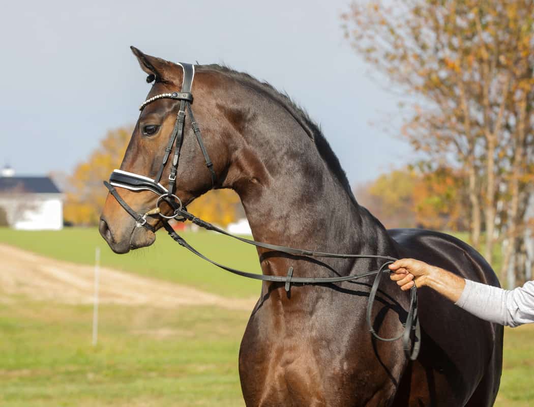 Grooming Hanoverian Horses