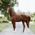 Hannoverian Horses