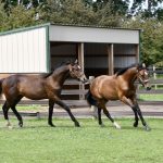 Hannoverian Horses Origins
