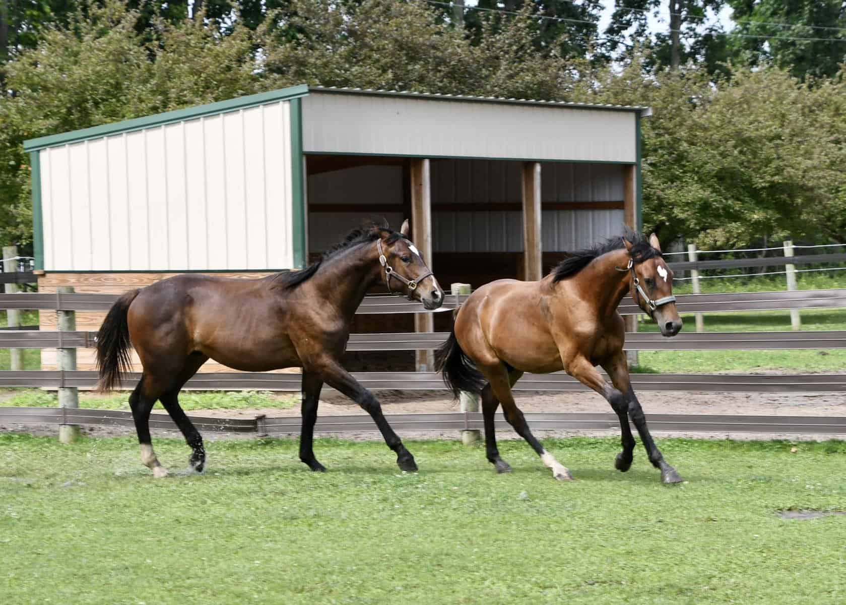 Hannoverian Horses Origins