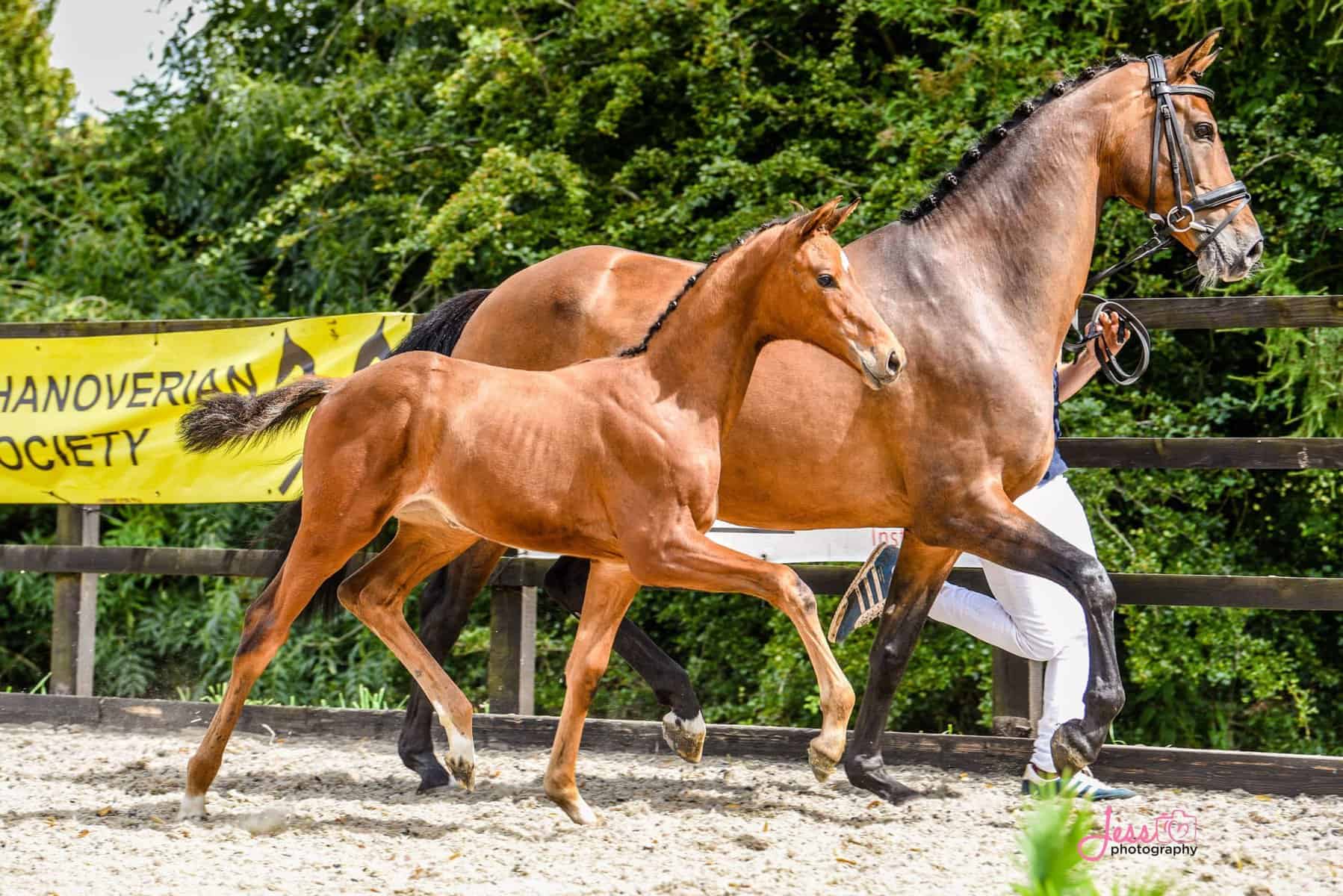 Hanoverian Horse Behavior and Temperament