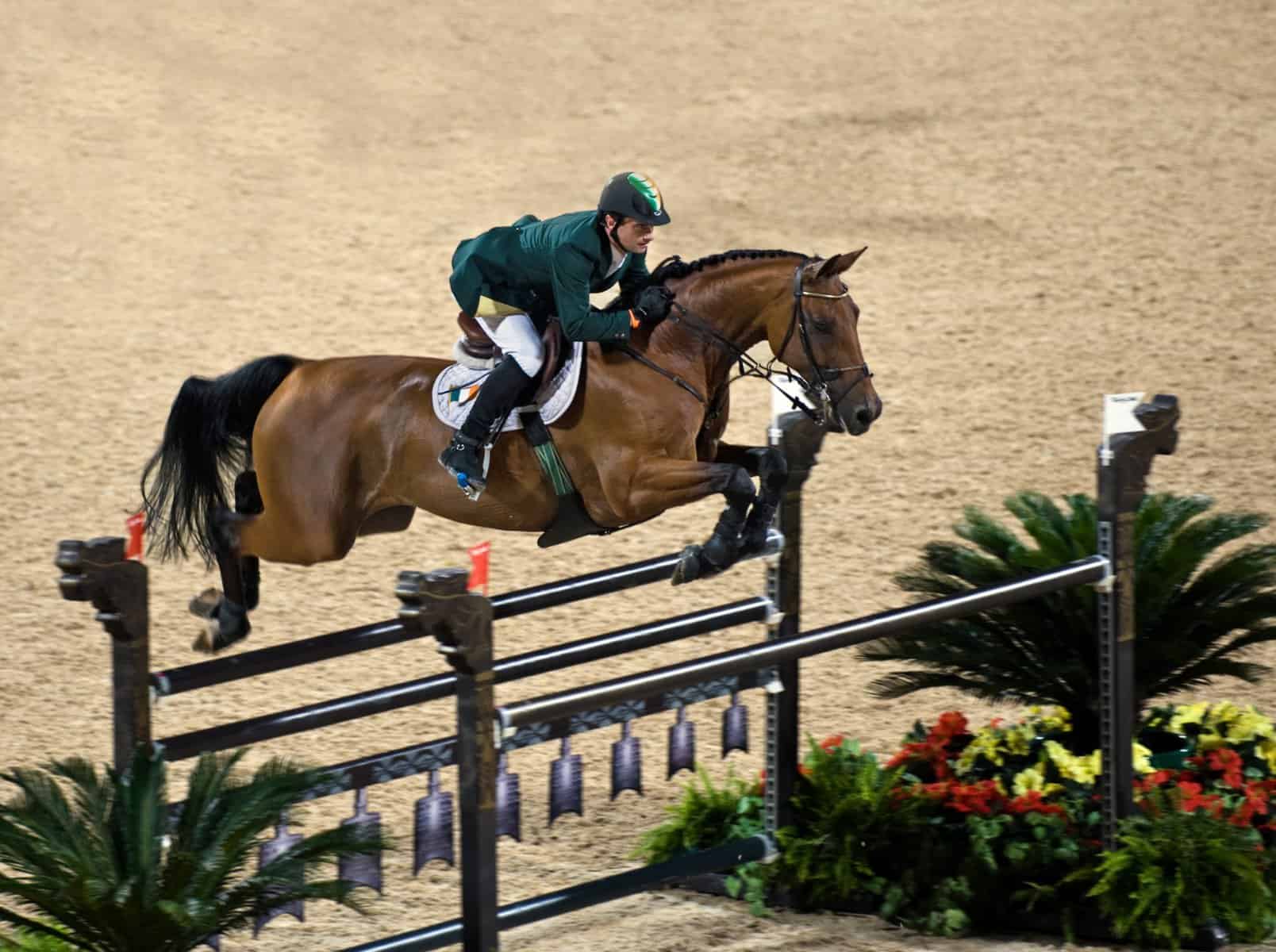 Hanoverian Horse Breed