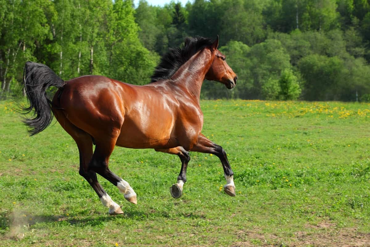 Hanoverian horse gallop meadow seen side-on