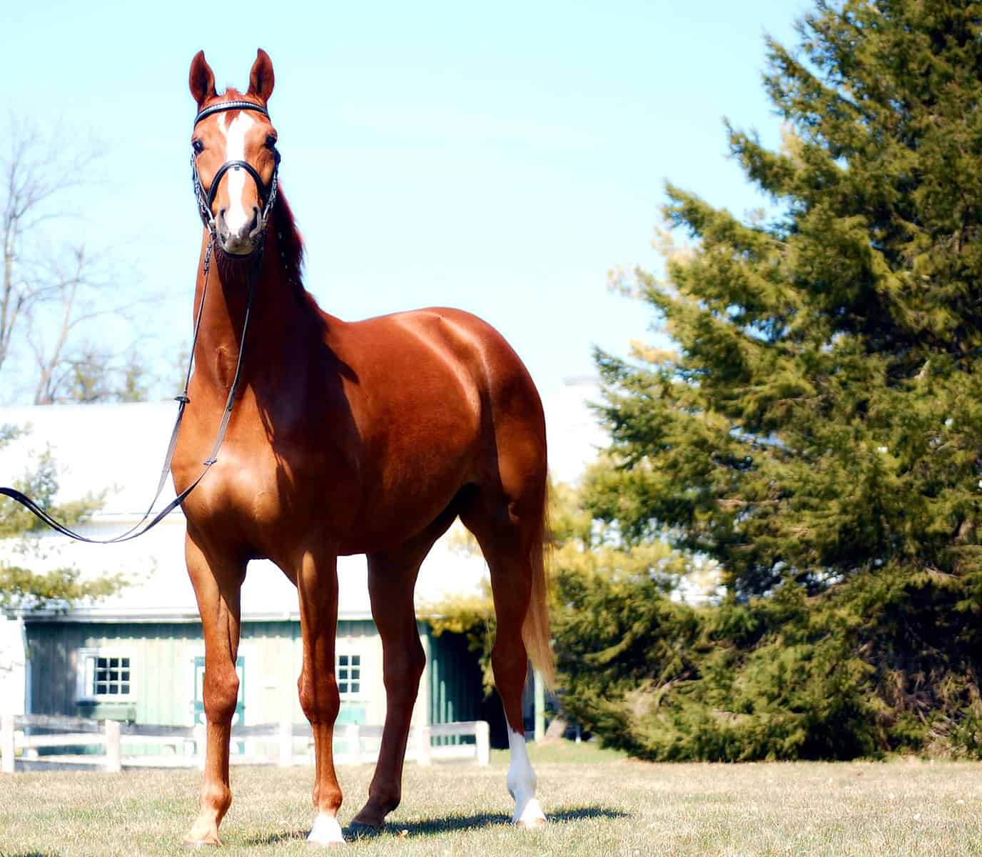 Hanoverian Horses Height and Weight
