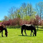 Hanoverian Horses diet