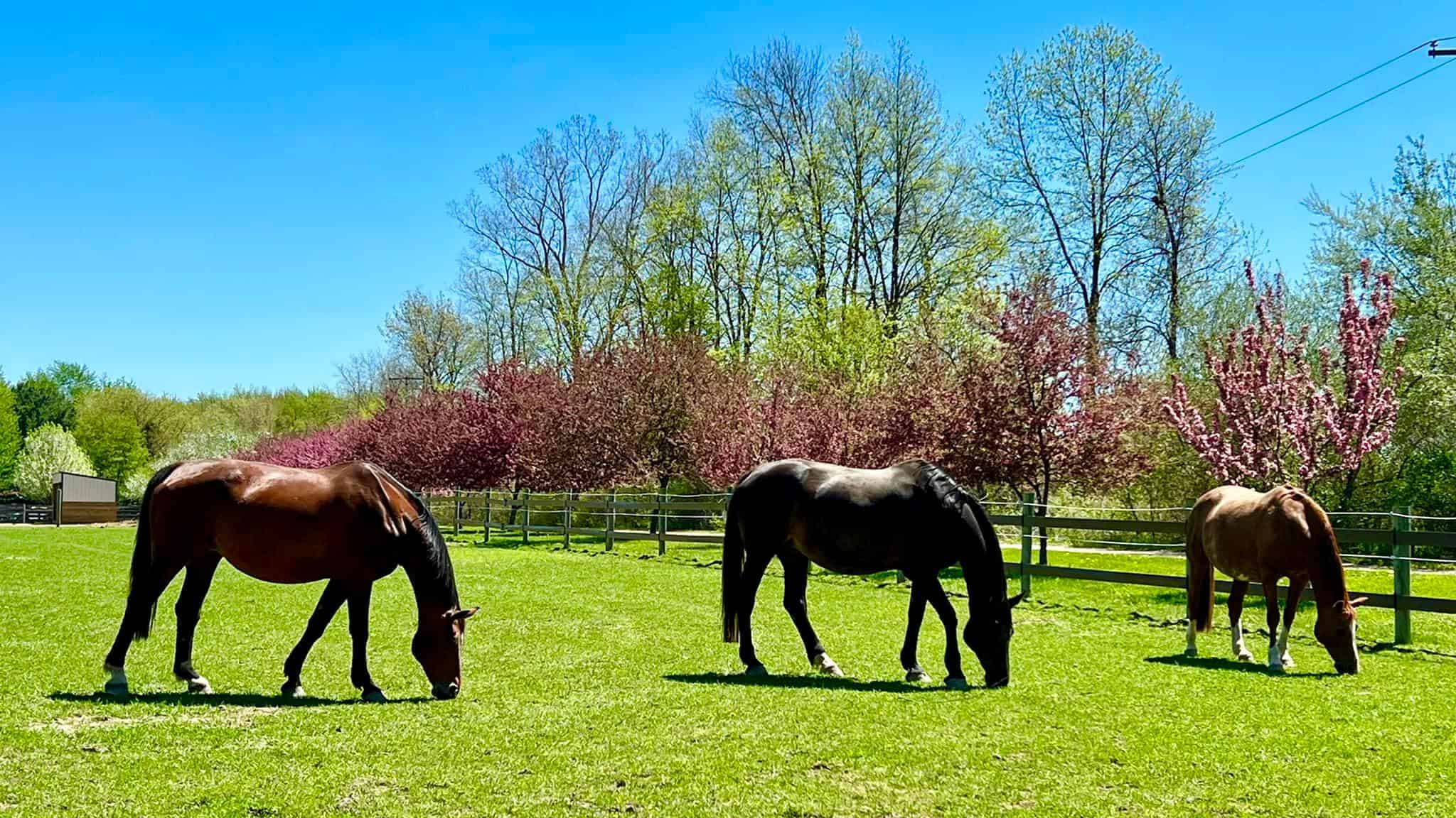 Hanoverian Horses diet