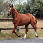Hanoverian mare