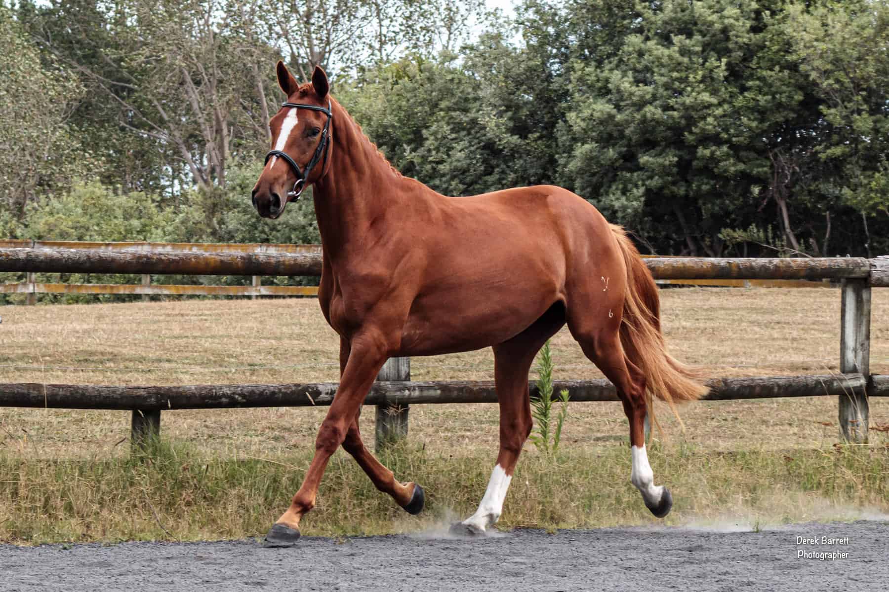 Hanoverian mare