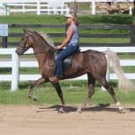 Owning a Rocky Mountain Horse