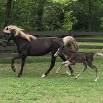 Rockey Mountain Horse Breed