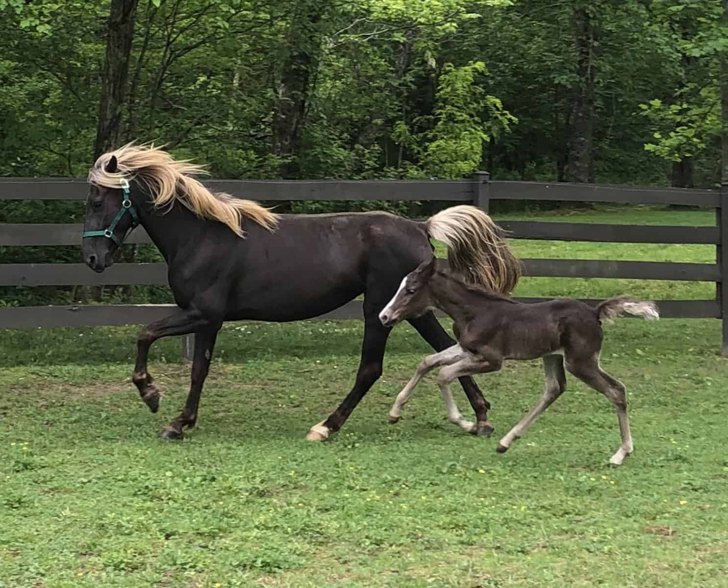 Rockey Mountain Horse Breed