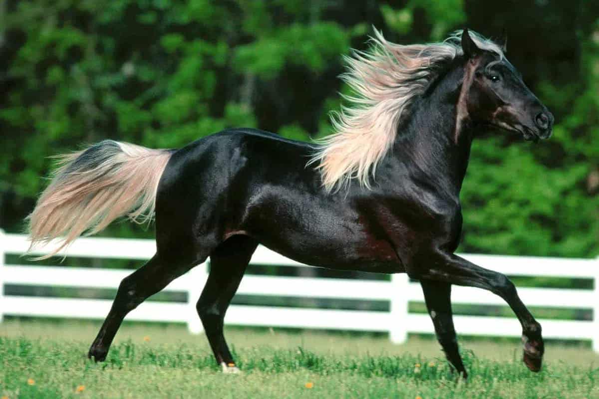 Rocky Mountain Horse Characteristics