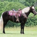 Rocky Mountain Horse Gelding