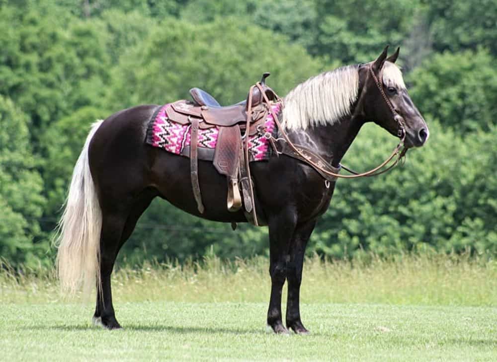 Rocky Mountain Horse Gelding