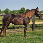 Rocky Mountain Horse Mare