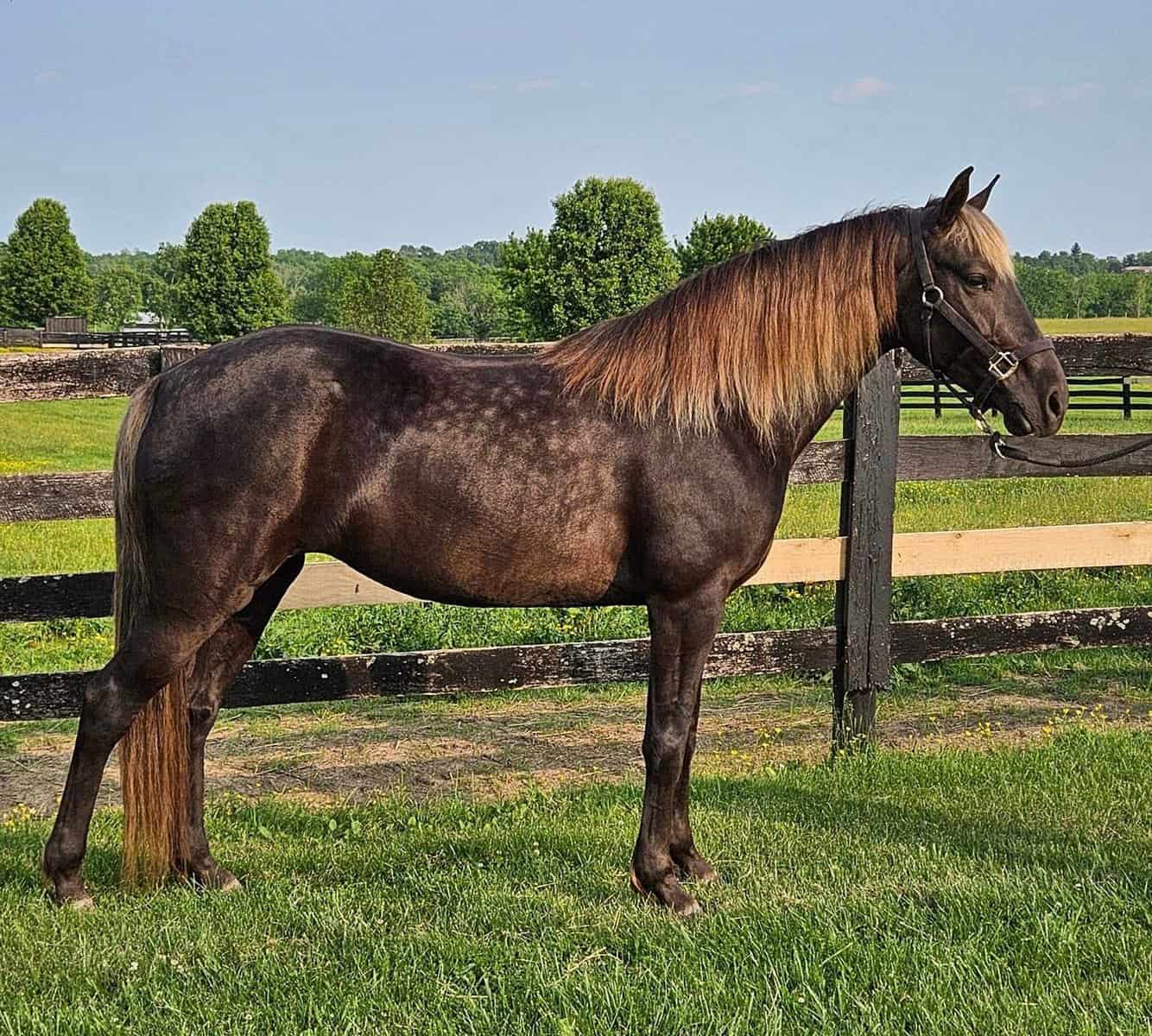Rocky Mountain Horse Mare
