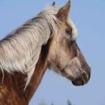 Rocky Mountain Horse Problems
