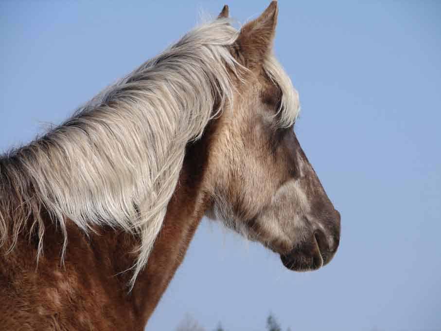 Rocky Mountain Horse Problems