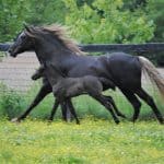 Rocky Mountain Horses