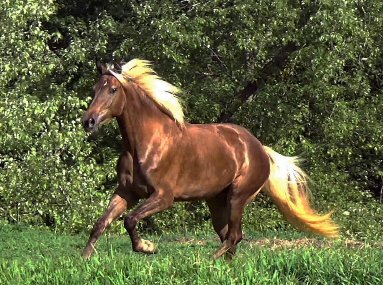 Rocky Mountain Horses Colors