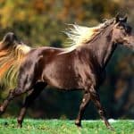 Rocky Mountain Horses Grooming
