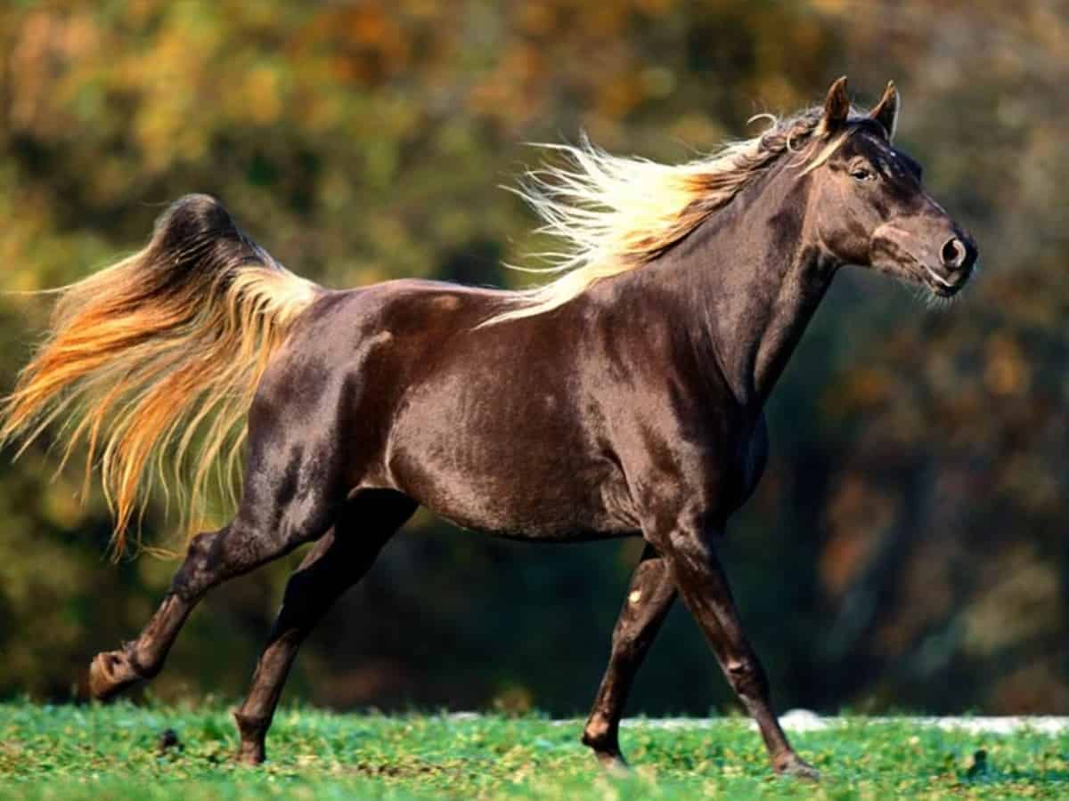 Rocky Mountain Horses Grooming