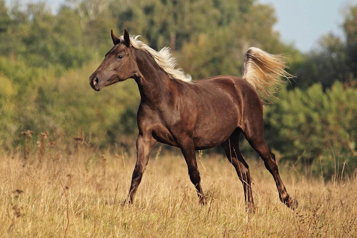Rocky Mountain Horses History