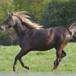 Rocky Mountain Horses diet