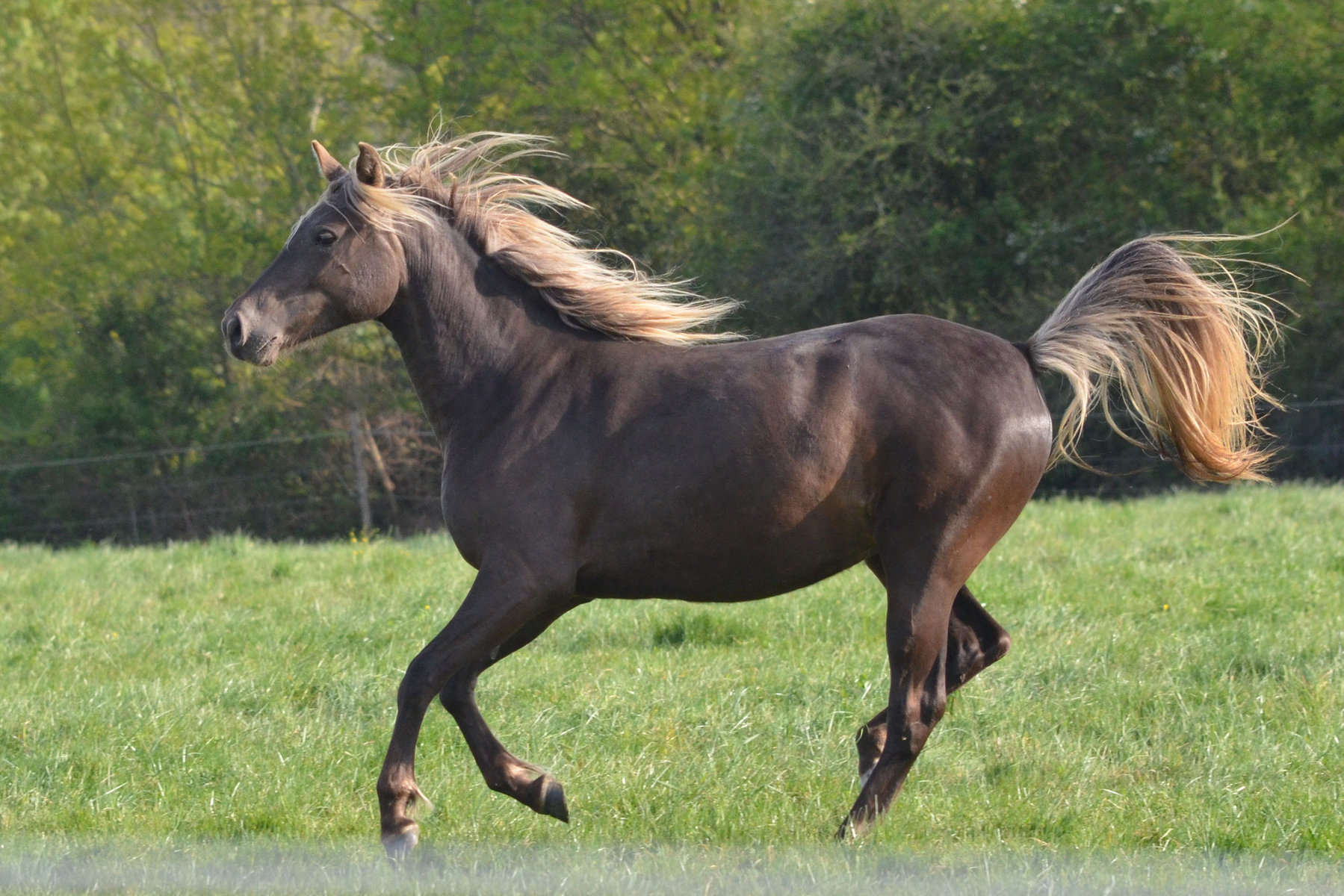 Rocky Mountain Horses diet