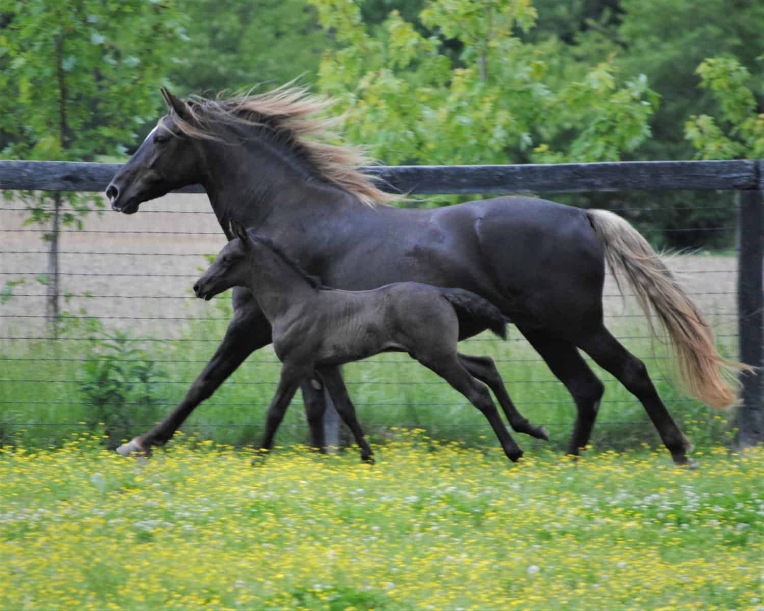 Rocky Mountain Horses