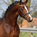 The American Hanoverian Society