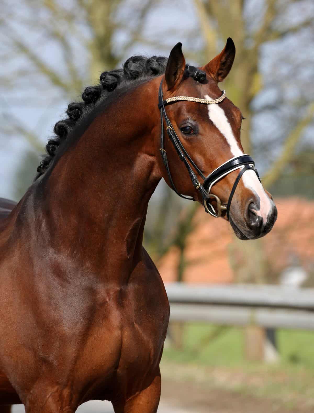 The American Hanoverian Society